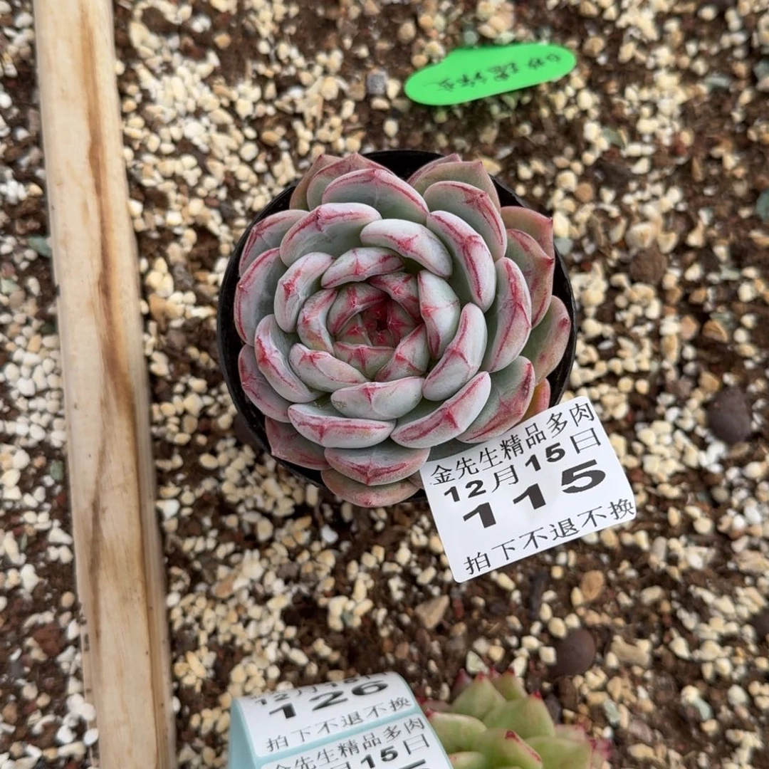 听***甜1215-115长相思单头