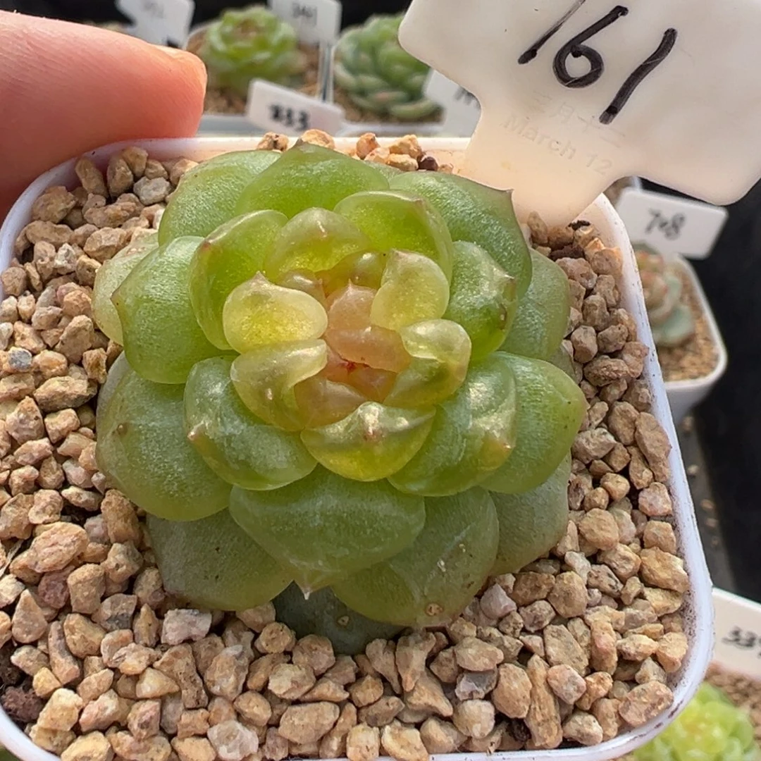 161号无尽灯 晗雨多肉