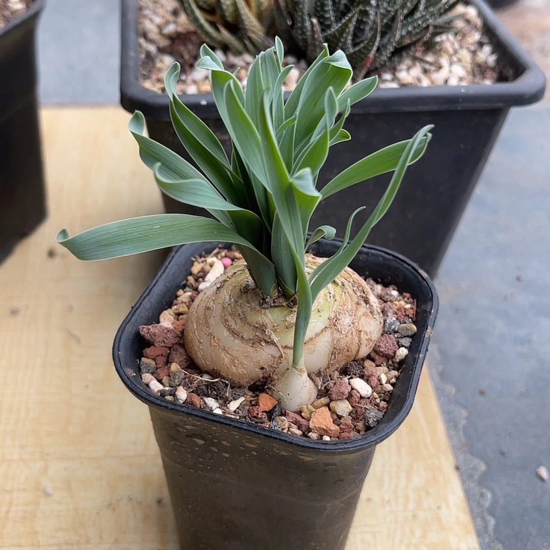 母本级宽叶弹簧草一物一拍