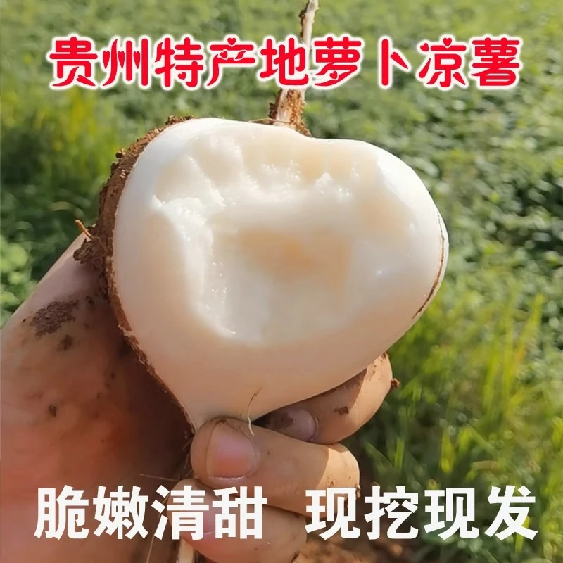 贵州安顺地萝卜凉薯土地瓜现挖新鲜沙葛根番薯孕妇水果蔬菜当季