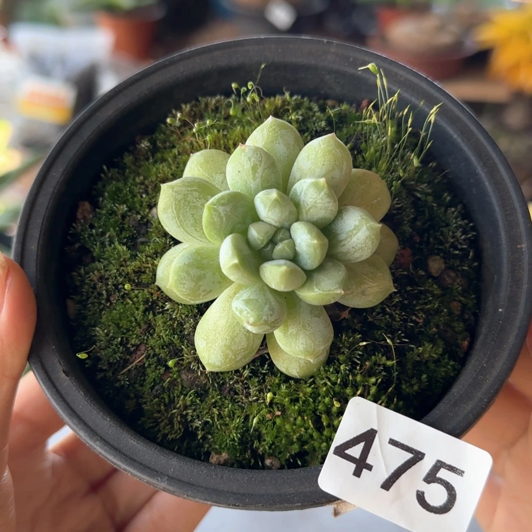 475号 一物一拍 一物一拍