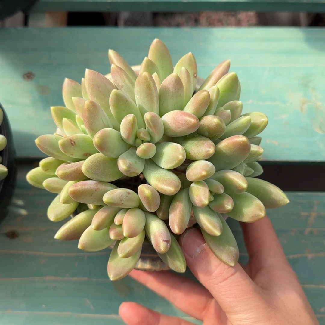 7头橙色奇迹，发货点延迟