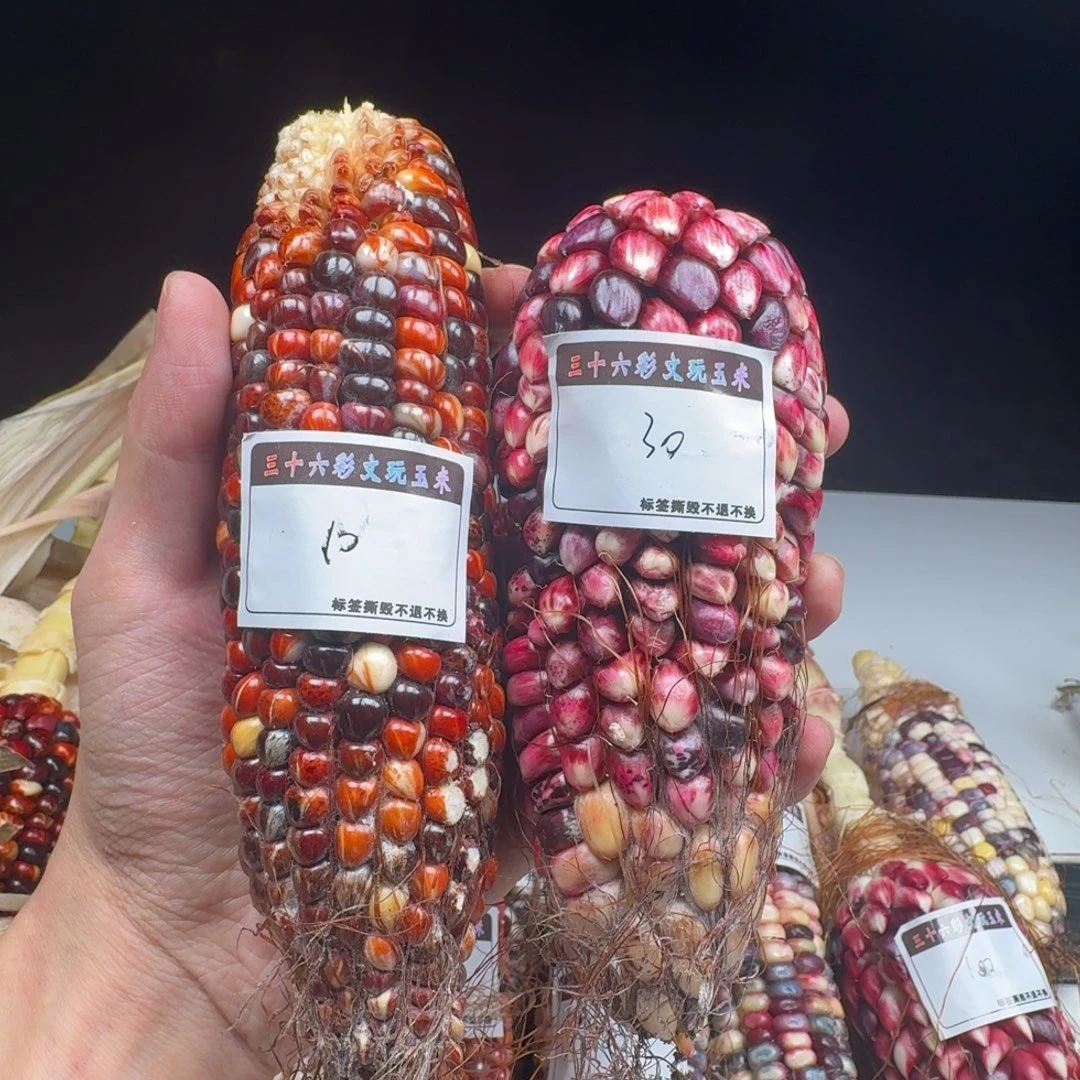 蓎***一大叶紫檀（黑酸枝木类）