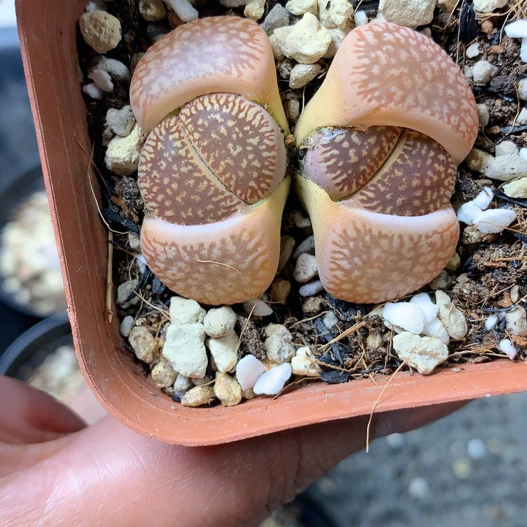 D204多肉植物保护研究所