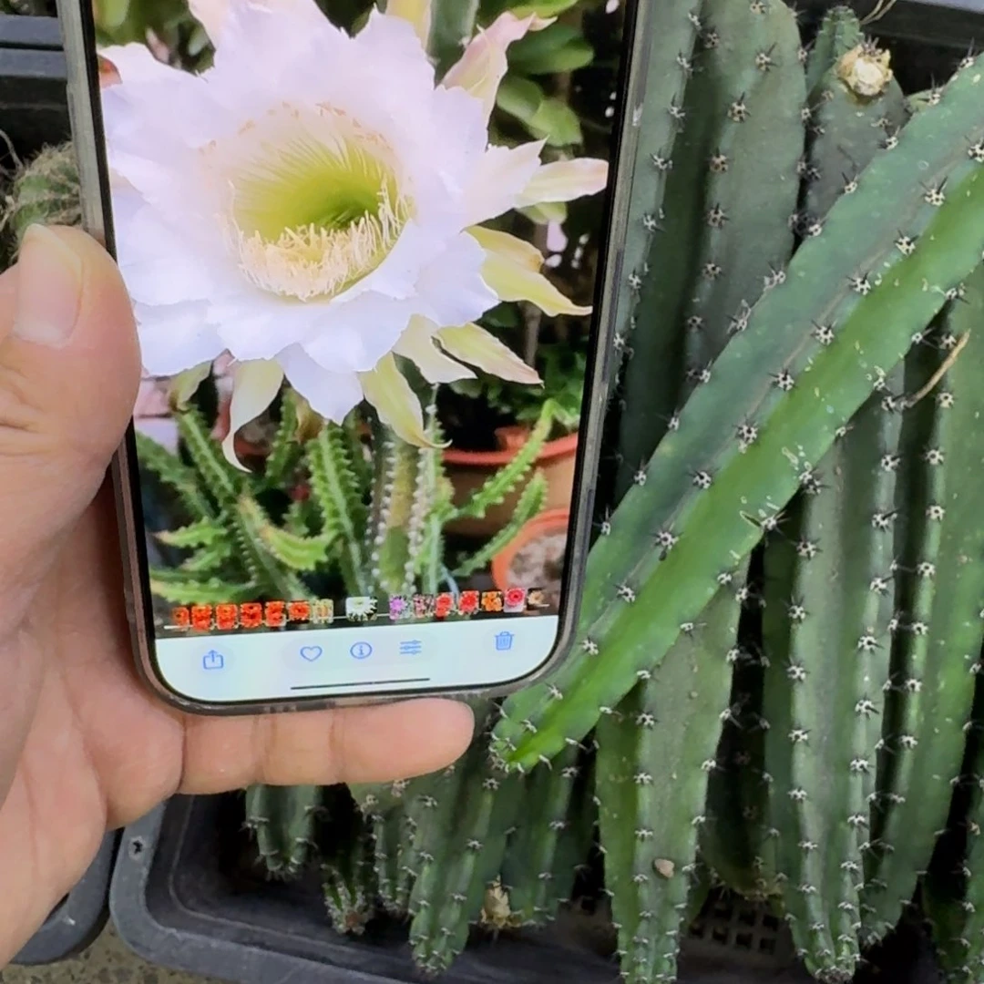 黑刺无根侧牙25公分左右斑，20包邮