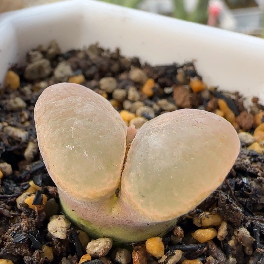 1-5-2-3当天满38包邮2.1cm人鱼尾风铃脱土