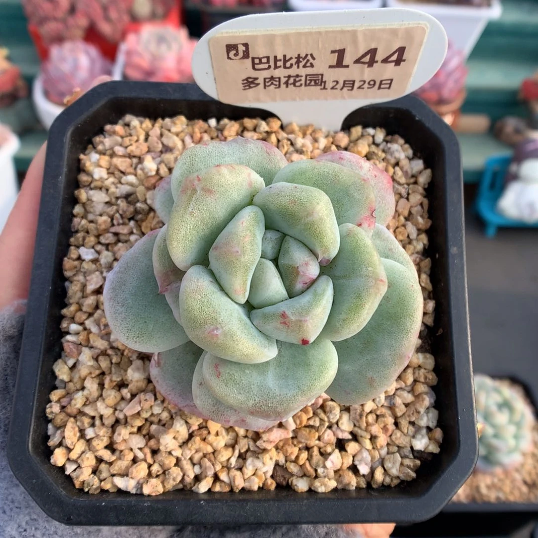 *️****144冰玉石化多肉植物