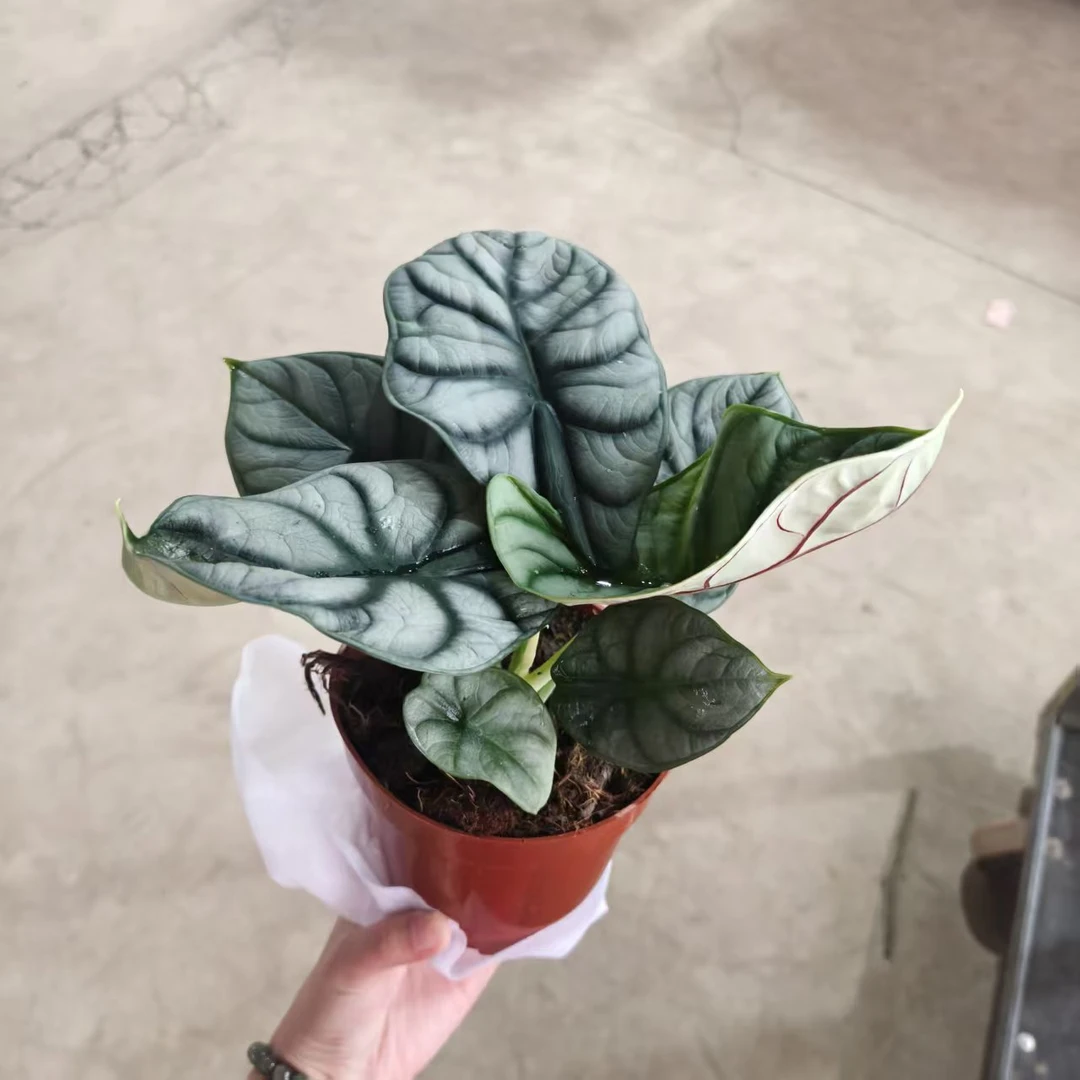 简约白犀牛海芋竹芋盆栽室内客厅办公室桌面观叶花卉绿植