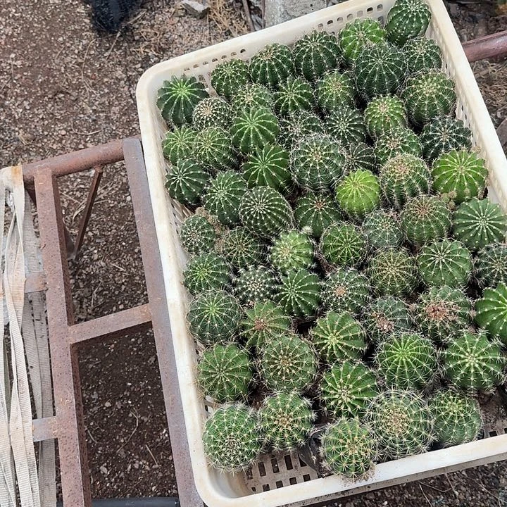 无花朵彩草小苗实生根10颗
