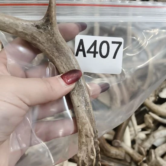 ****）鹿角鹿角鹿角鹿角鹿角