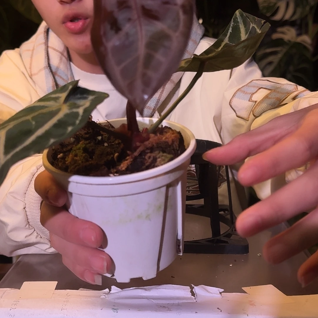 不开花植物W38米歇尔杂小钻石