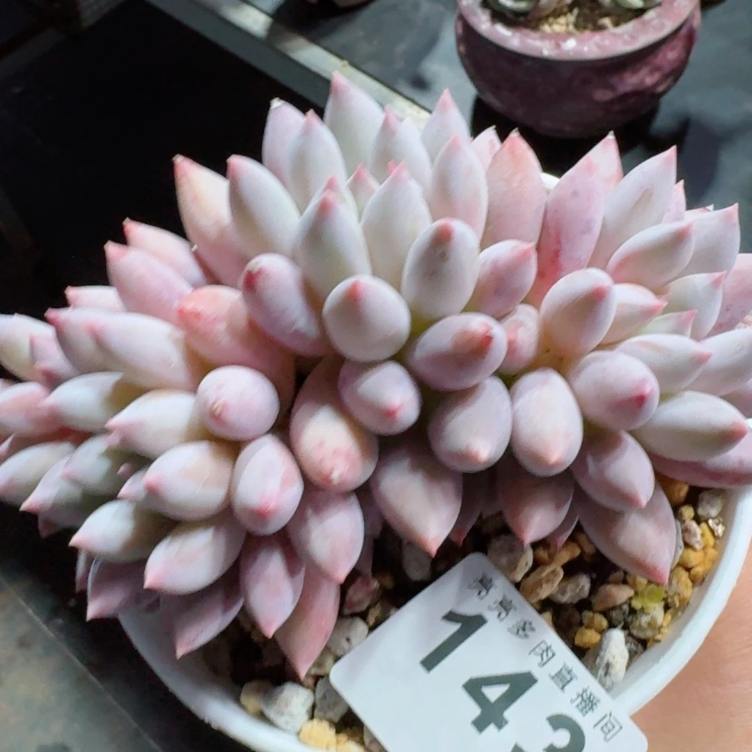 所罗门群生      愿你一路坦途，乘风破浪展宏图