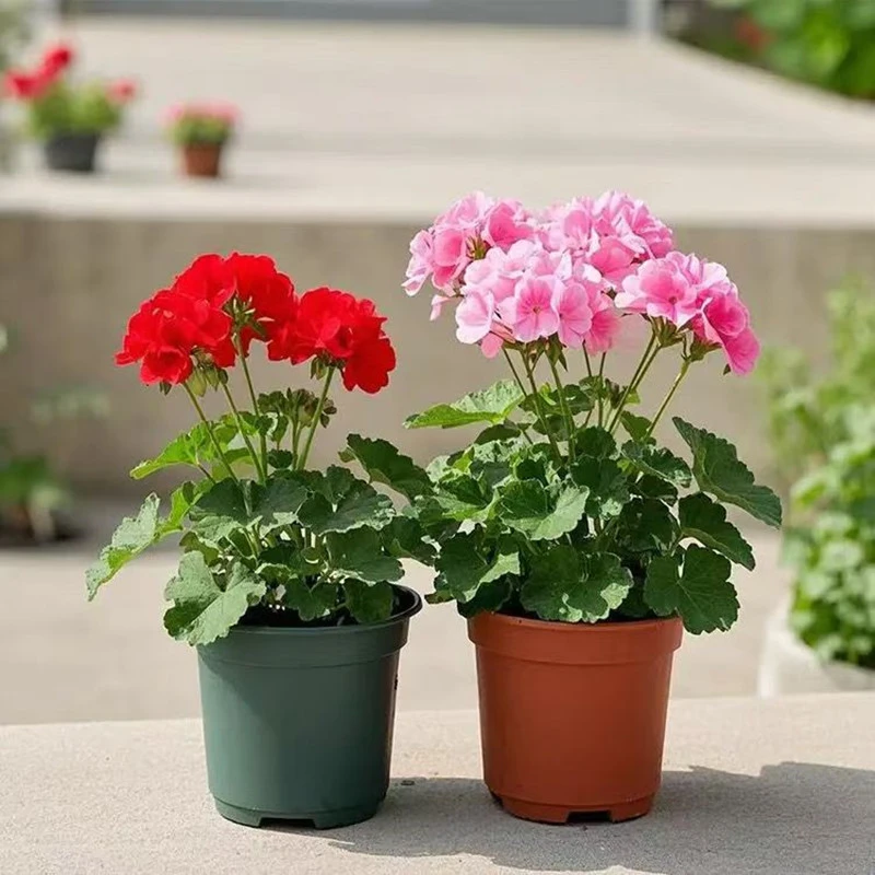 天竺葵四季开花室内阳台好养活花卉盆栽