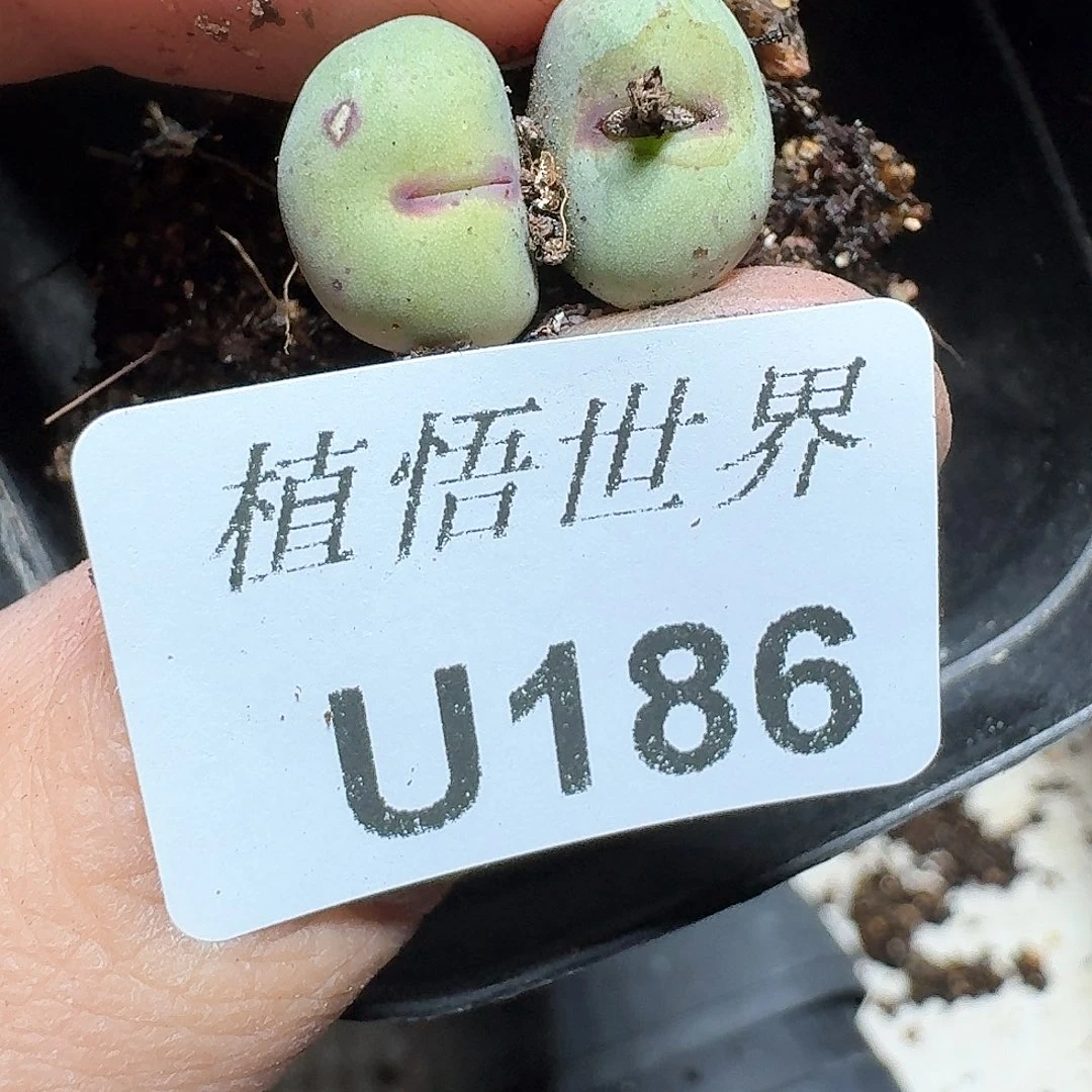 186盒多肉植物哇f g