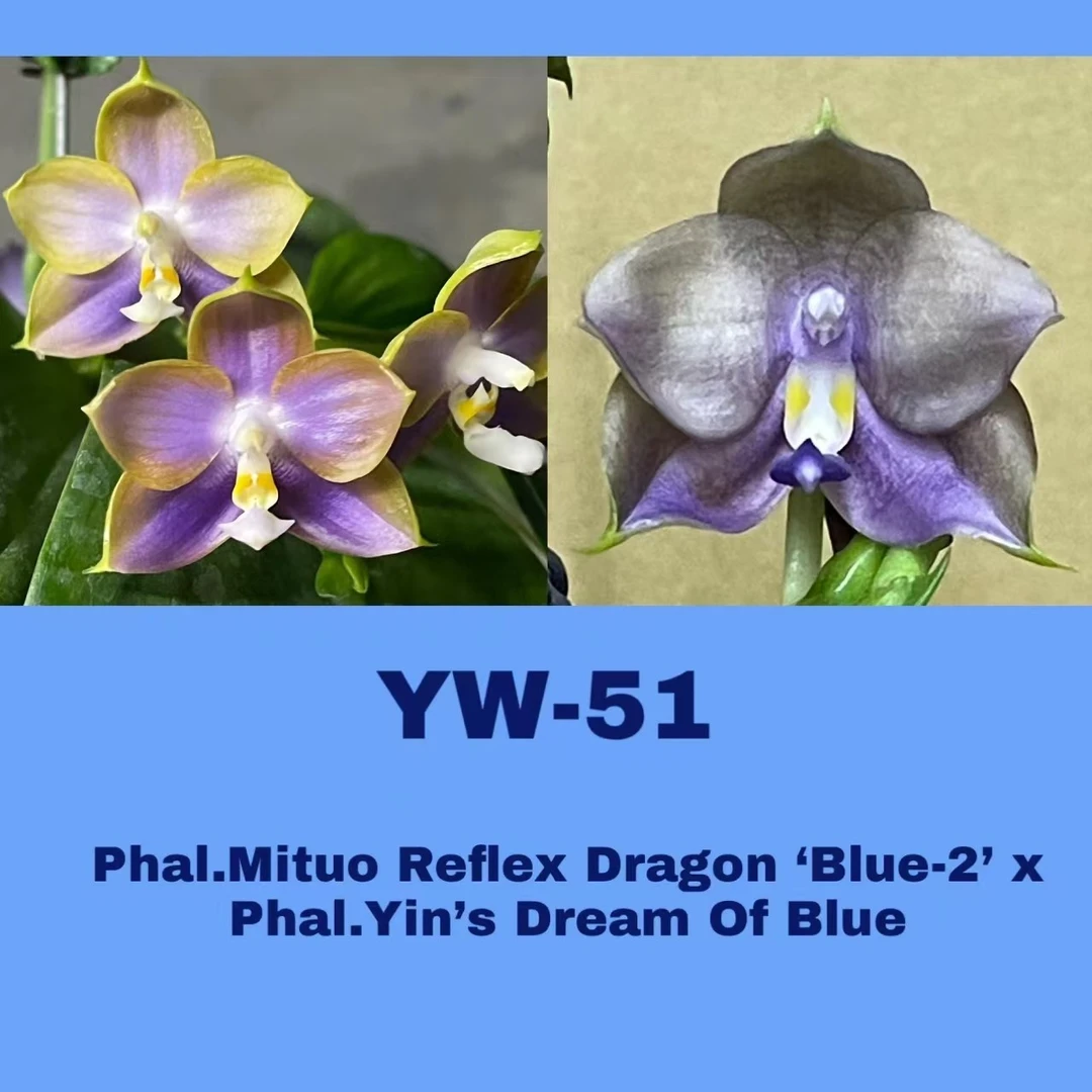1.7寸 yw51弥陀反射龙交蓝色梦想-苗 无根叶微瑕 原生趣味蝴蝶兰
