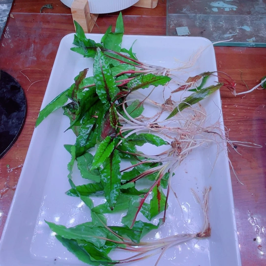 美小呆哇塞套餐一份