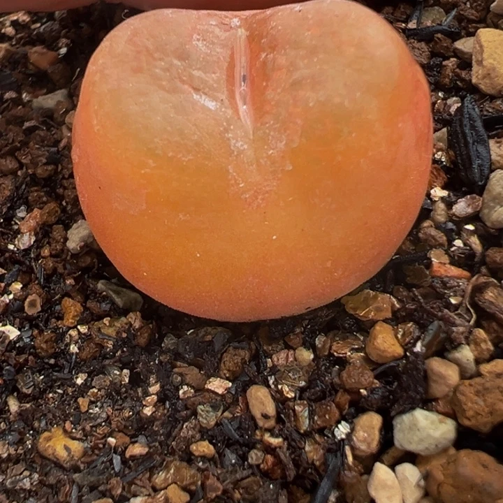 进口水蜜桃多肉植物带盆