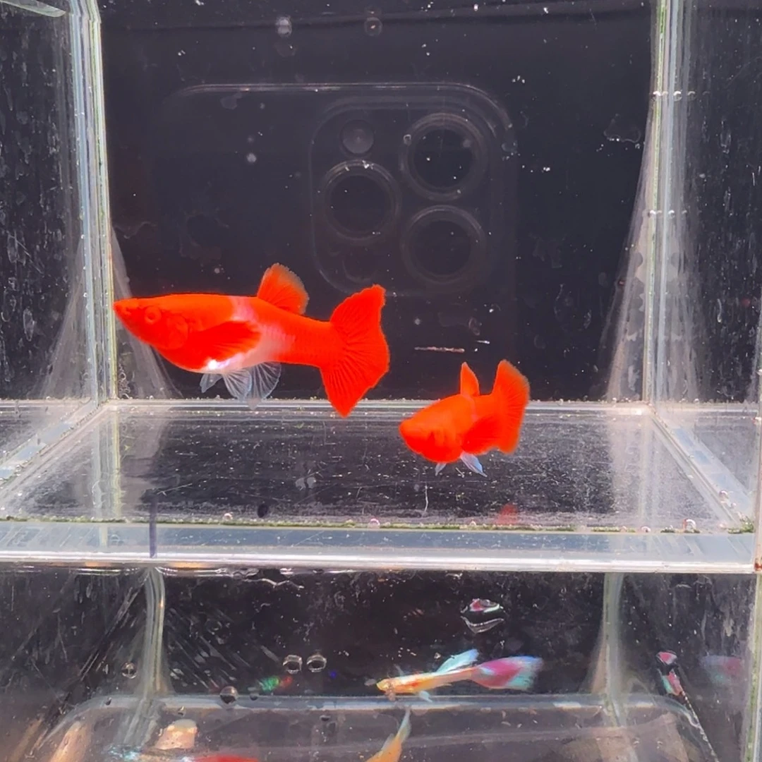 孔雀鱼鸿运当头双份水1对