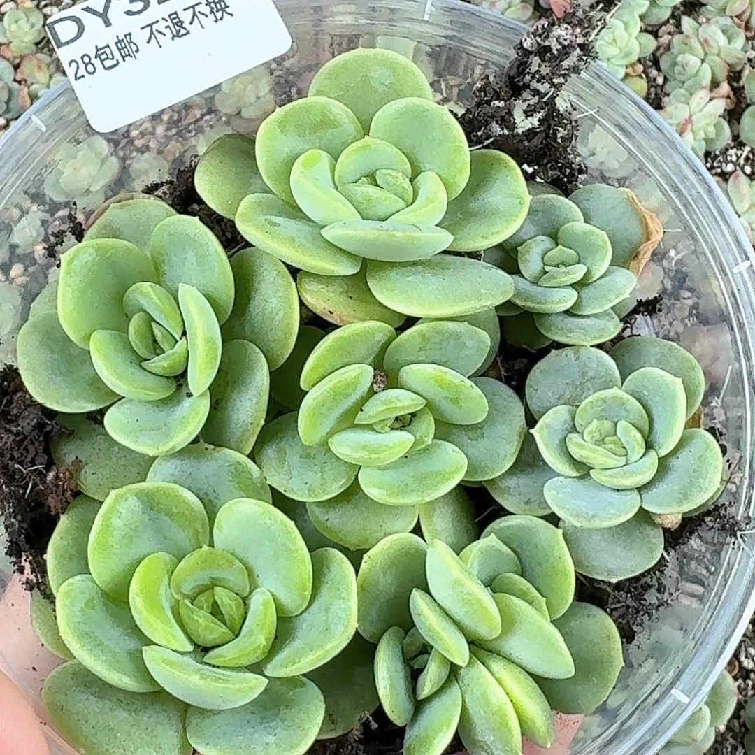 多肉植物糖心珍妮编号329