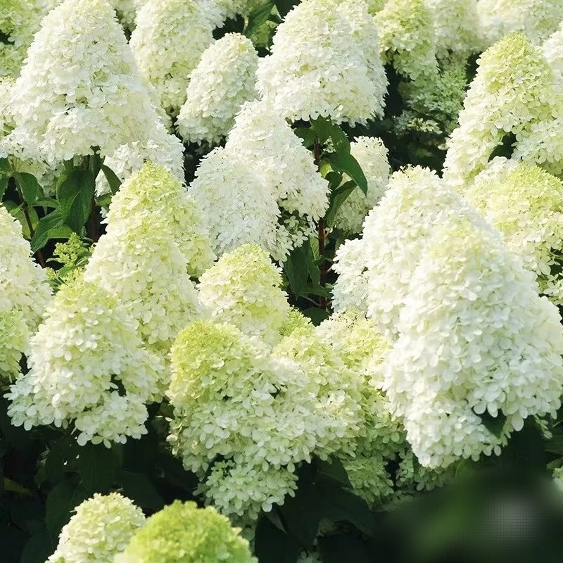 【石灰灯】2加仑盆 庭院阳台新手好养绿植 盆栽植物