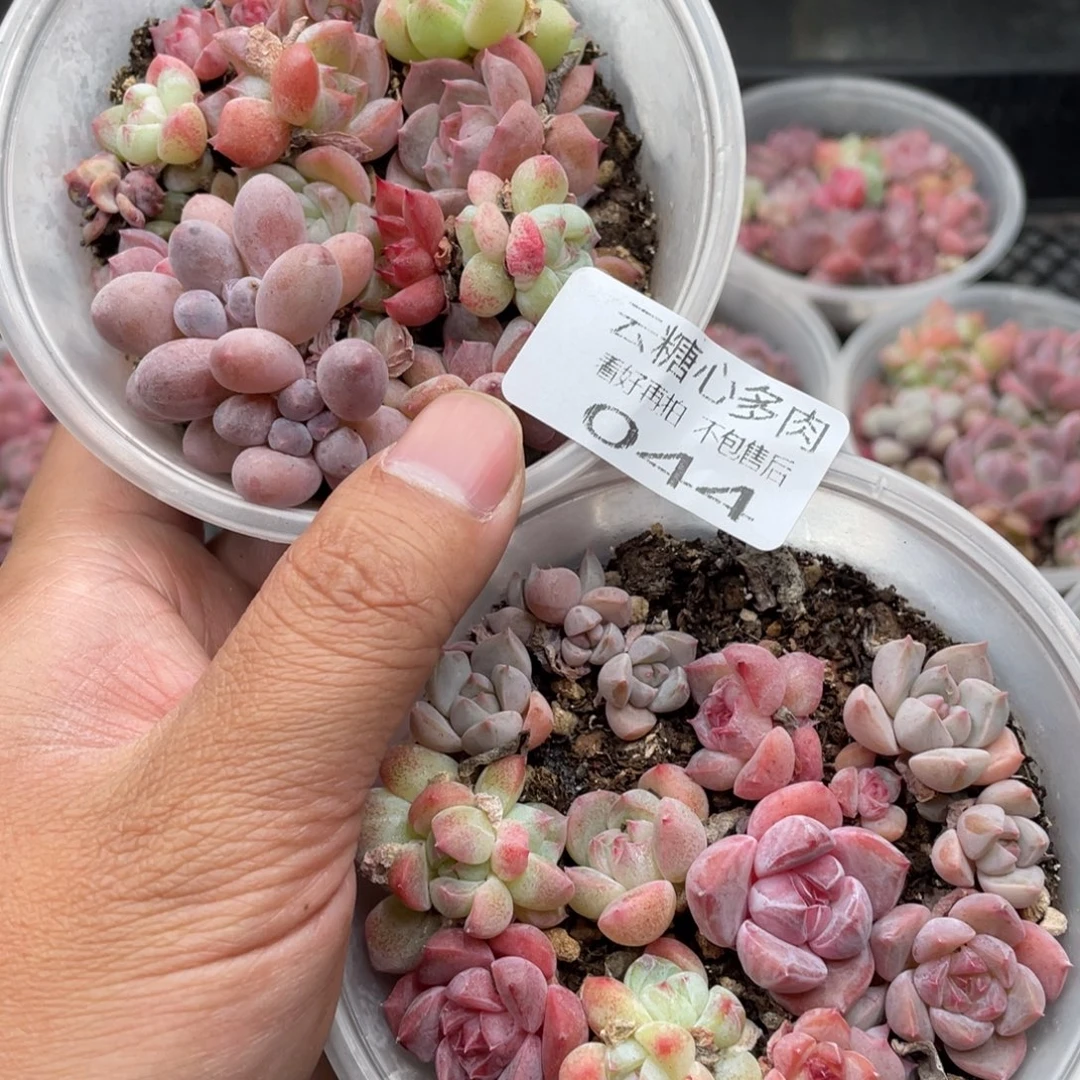 云糖心多肉植物44