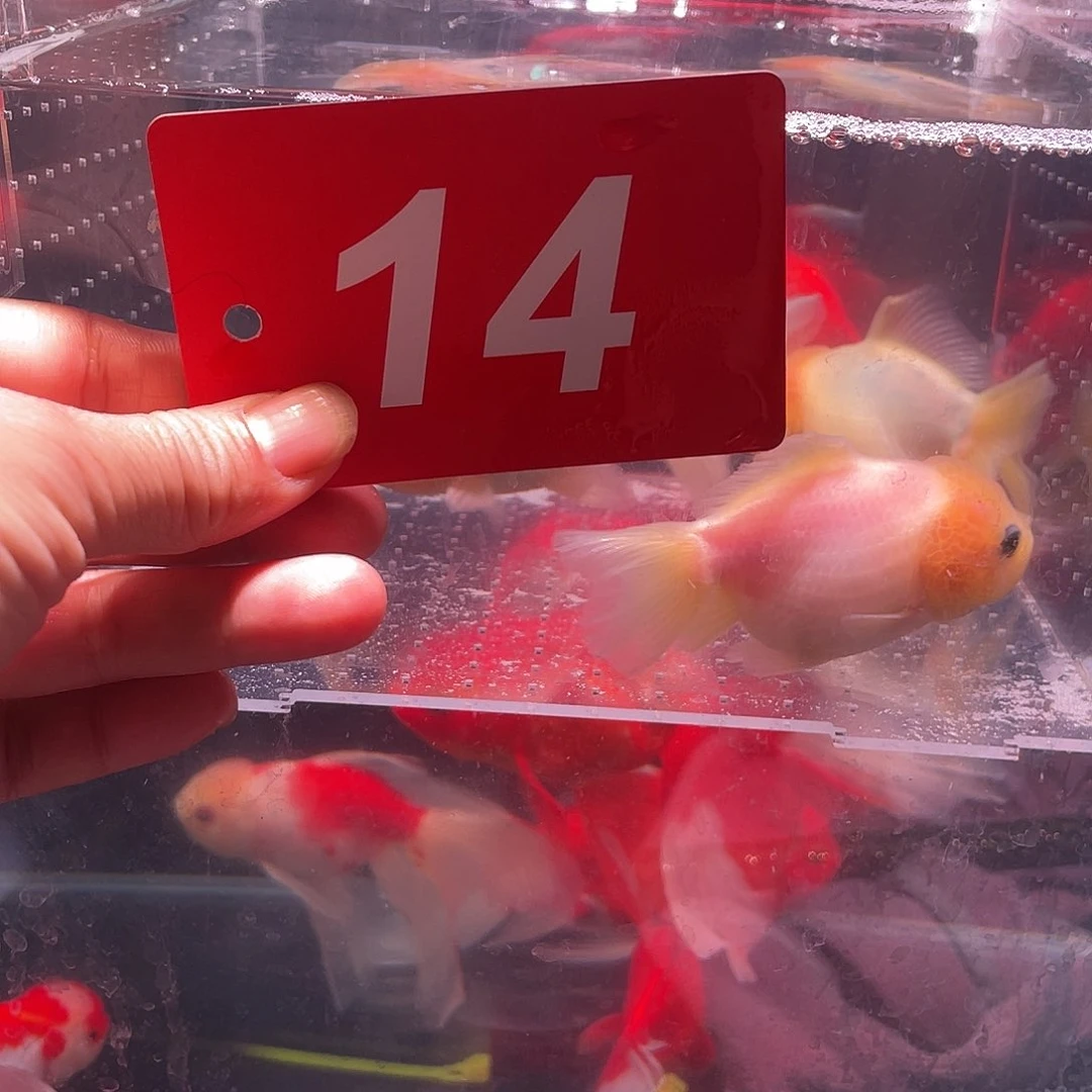 红嘴尖格鱼冷水鱼