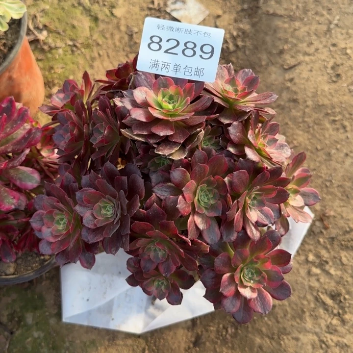 8289安娜多肉植物