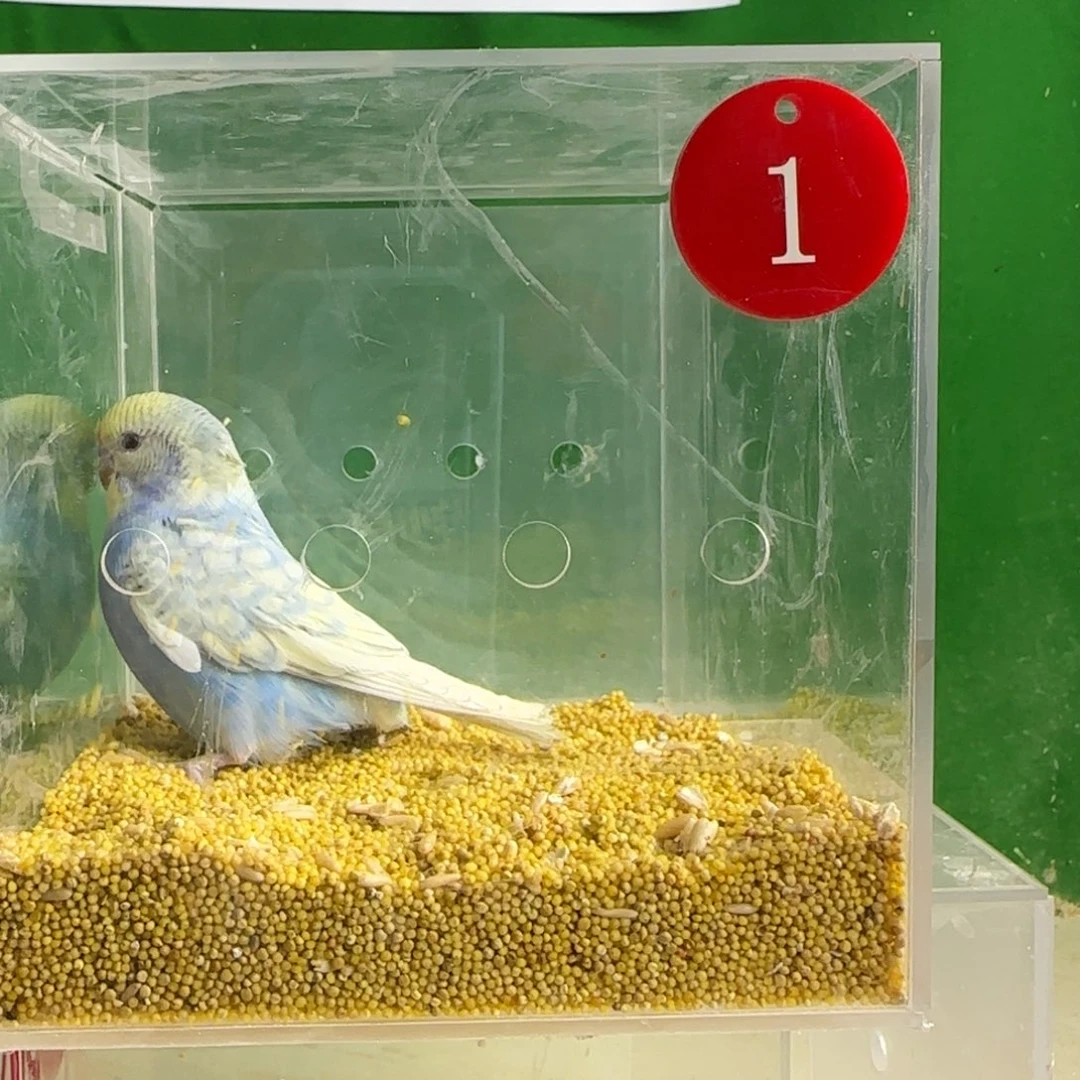 虎皮鹦鹉大头鹦鹉