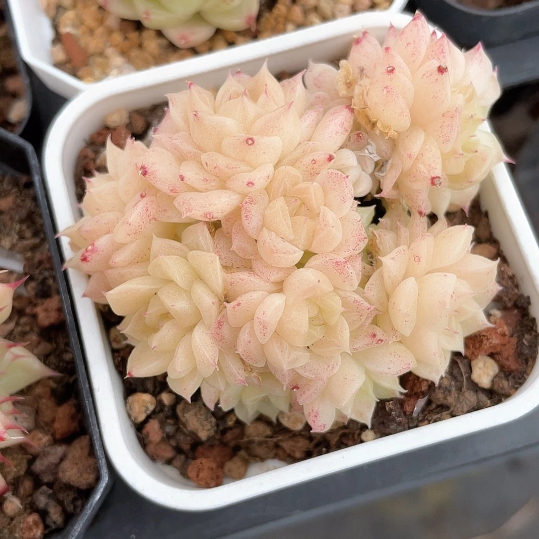 紫**阳优选麦秆福利502