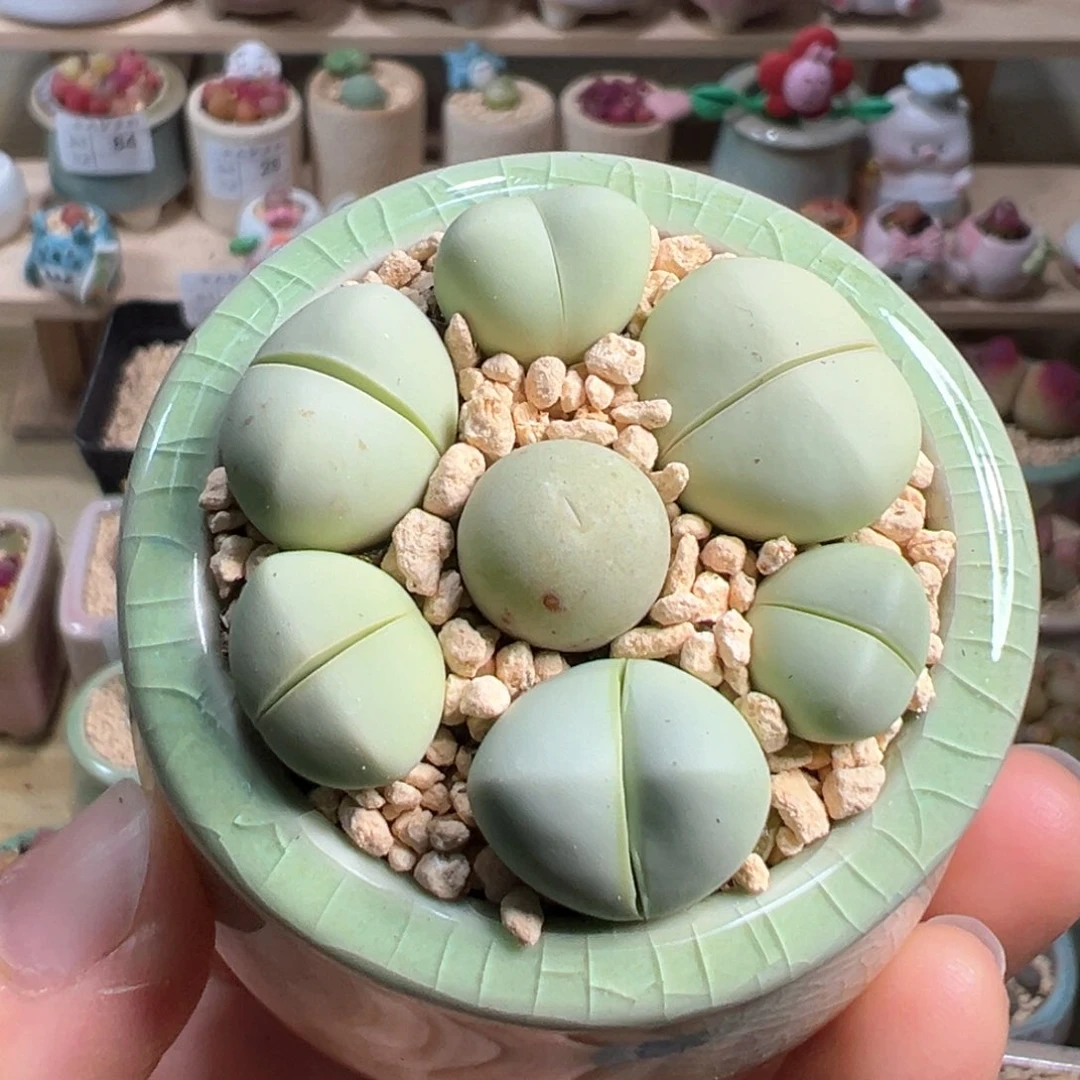 多肉植物93号绿色组合