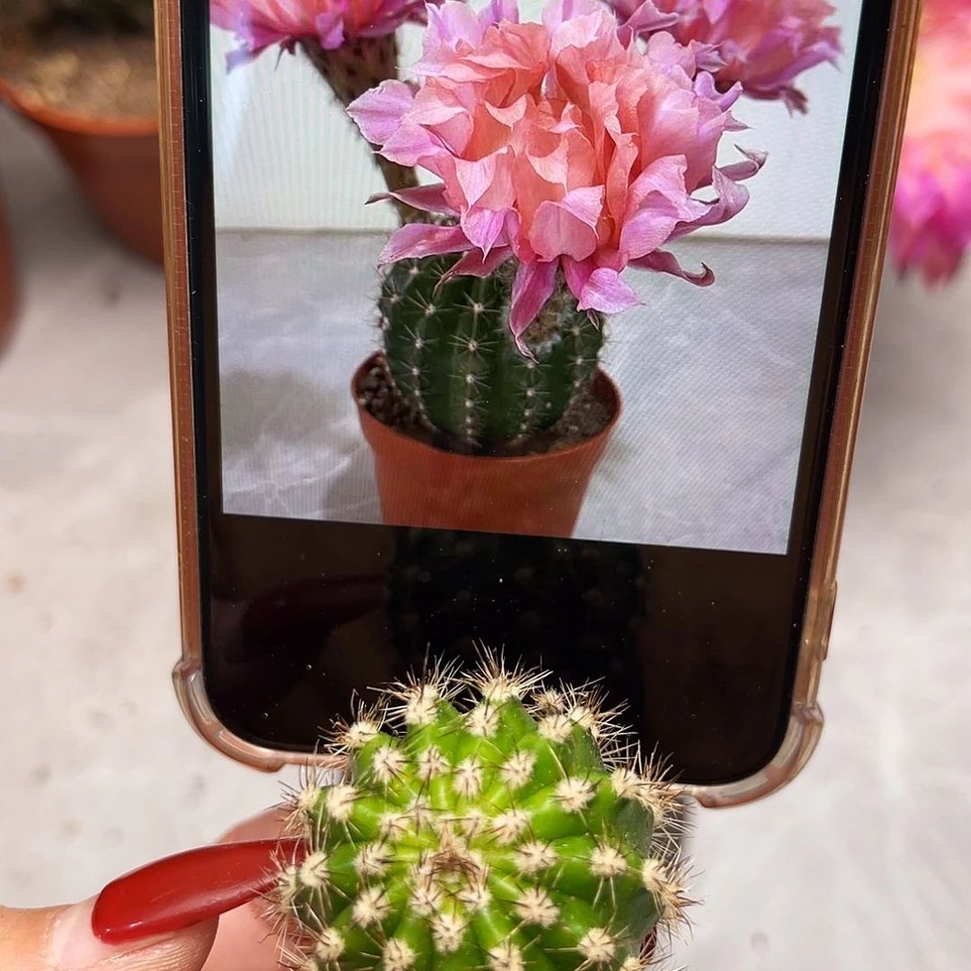 彩草玲珑测芽2.5公分左右
