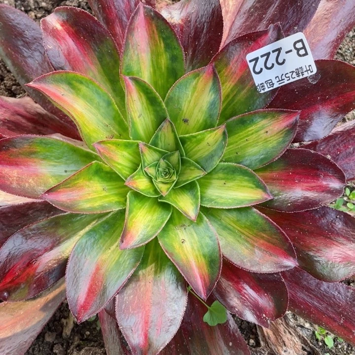 222魅影中班多肉12345678