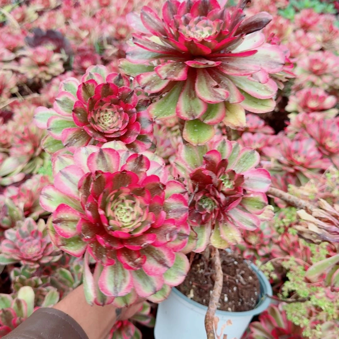 糖果粉袋多肉法师拍一发三不包售后