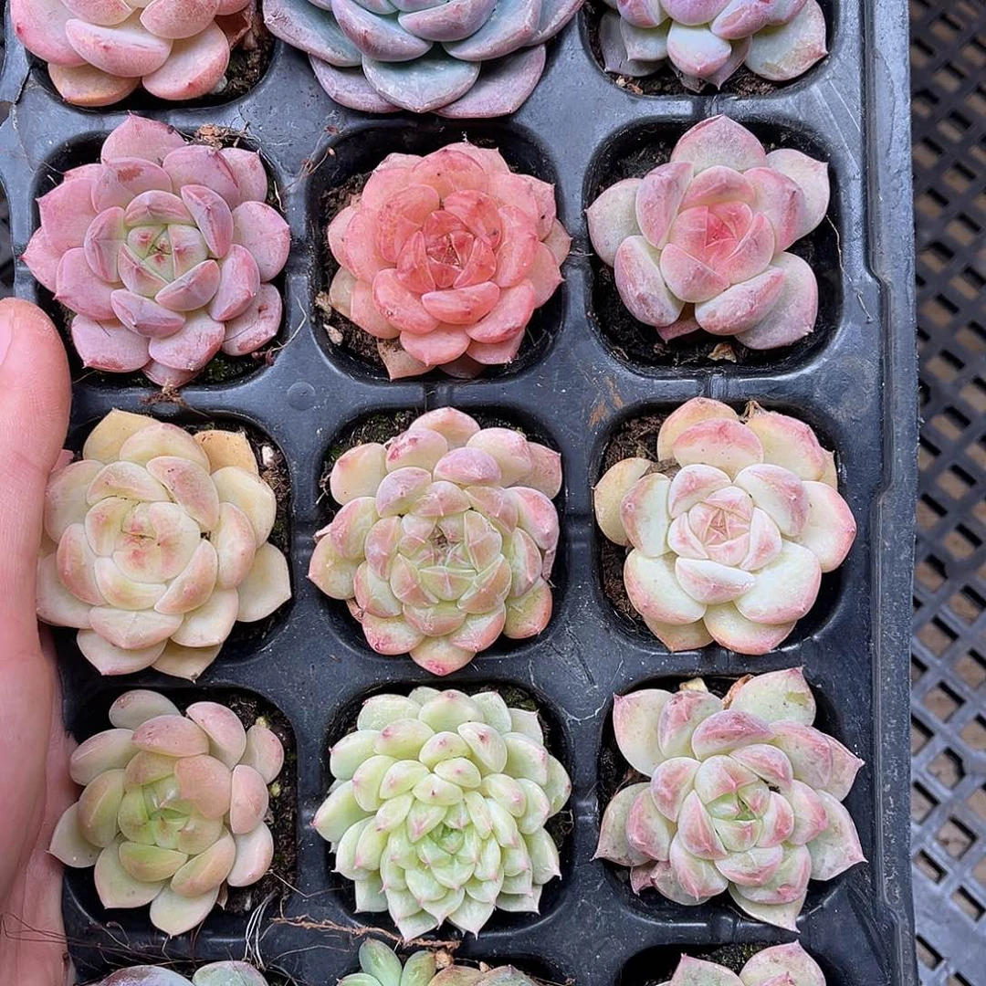 多肉一物一拍11-218