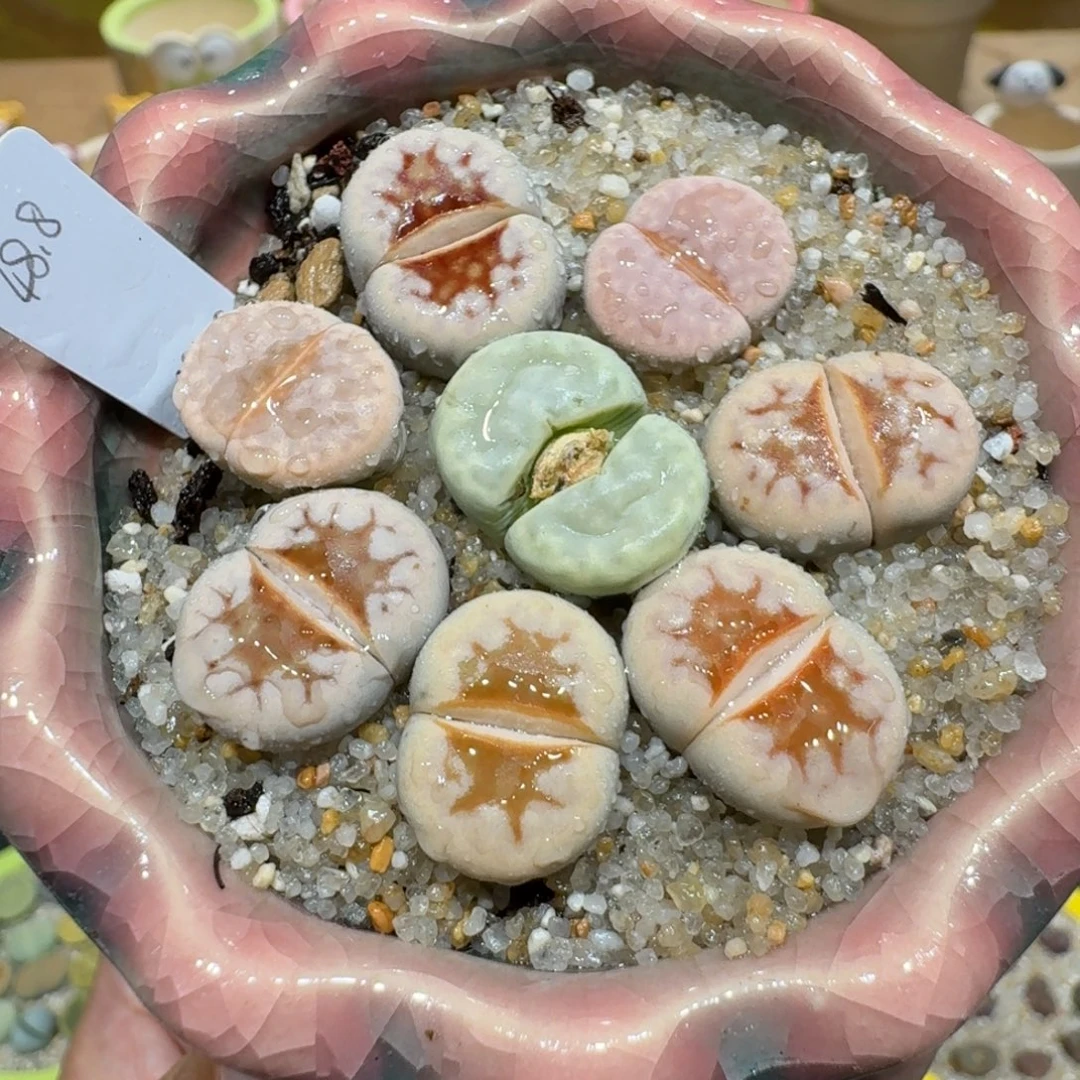 蘑菇1000唇彩拼多肉植物