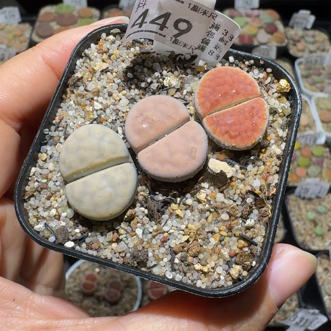 板娘私藏好屁屁449