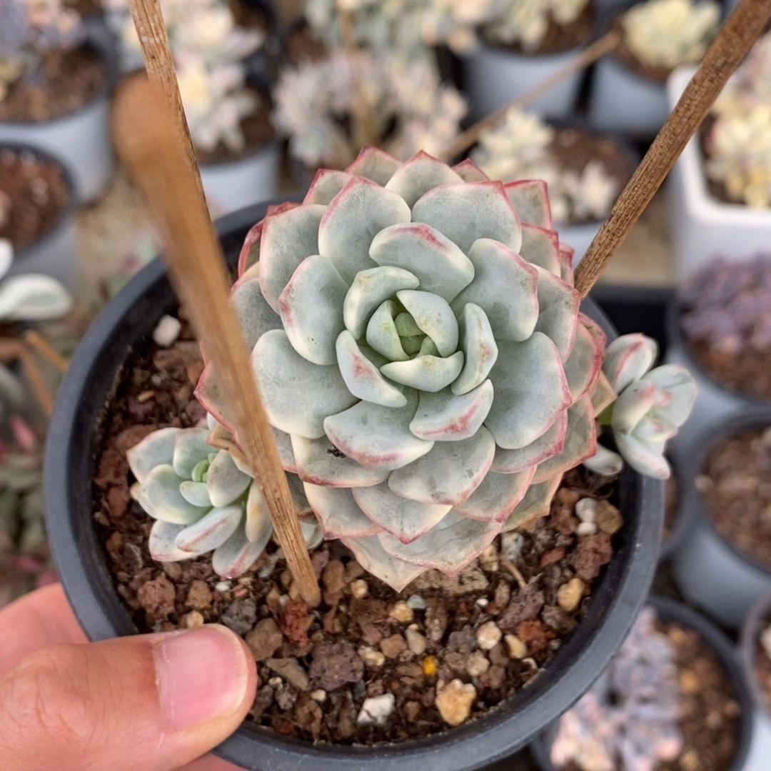 香草锦多肉植物7617