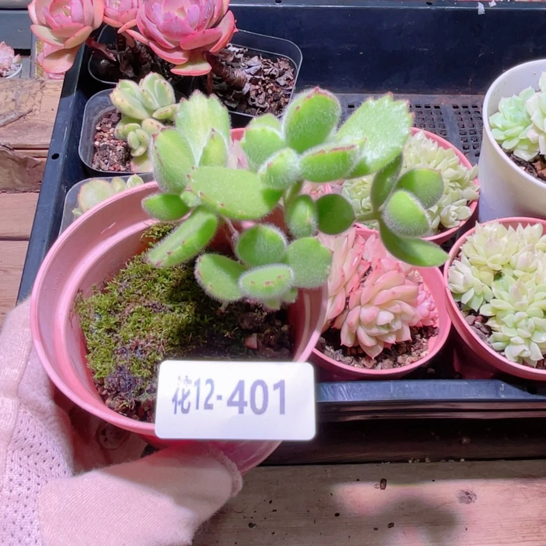 花利美12-401熊童子 不售后