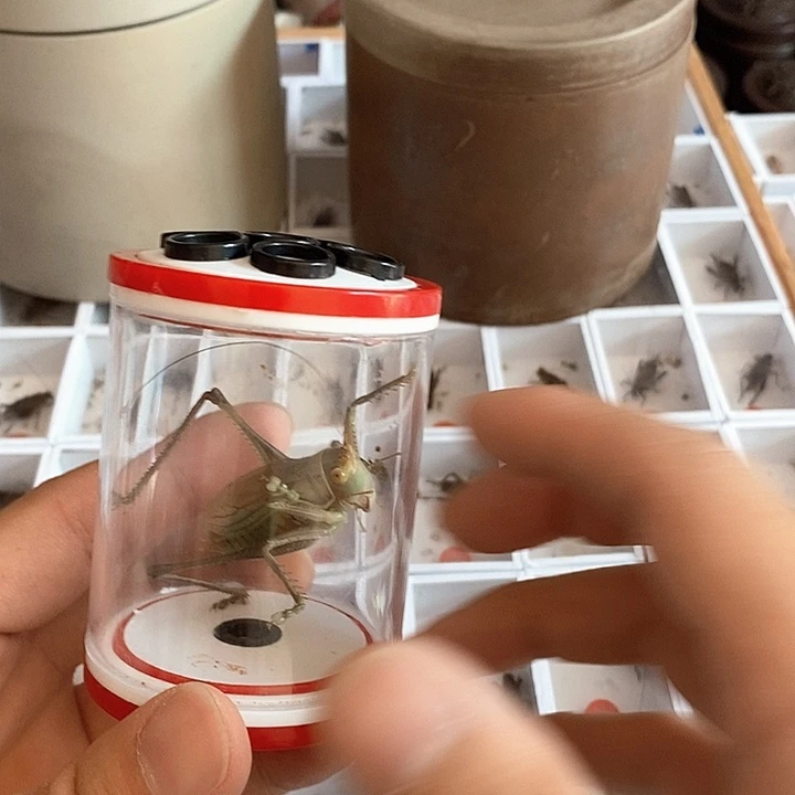 杂绿小果果一套啊啊