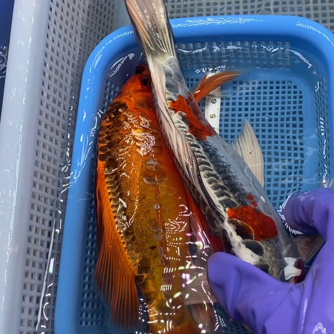 锦鲤冷水锦鲤包邮