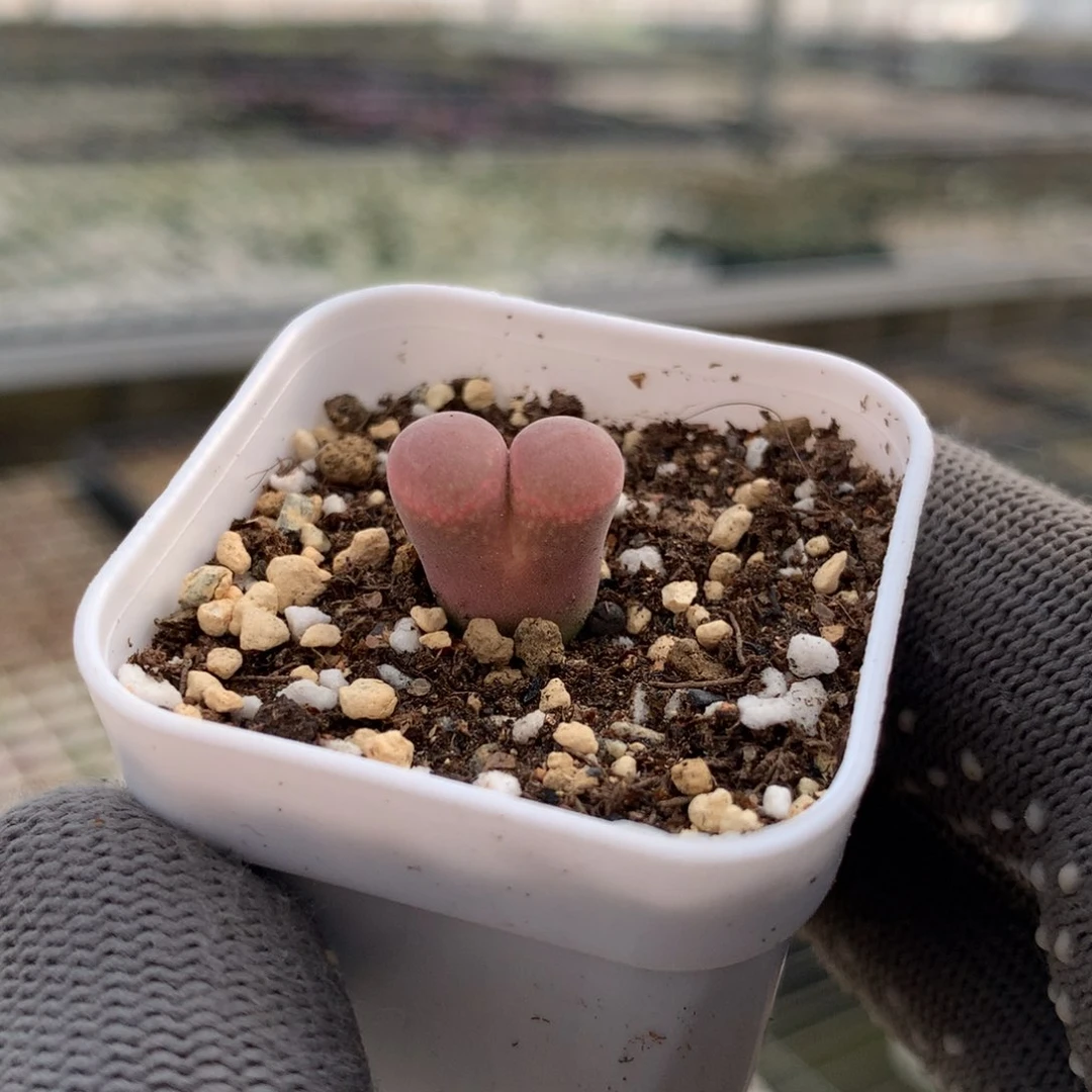 153风铃福利一颗