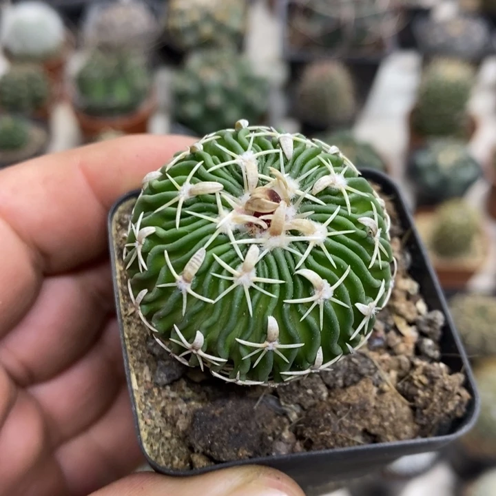 实生太刀岚特价福利2