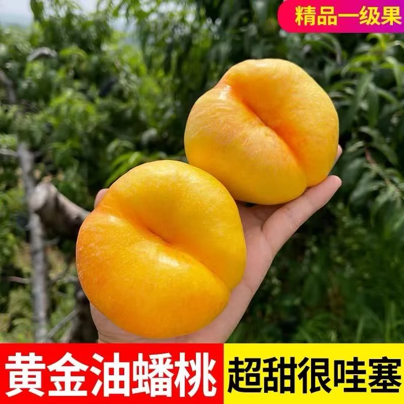 【顺丰包邮】山东蒙阴黄金油蟠桃果园现摘现发皮薄肉厚多汁