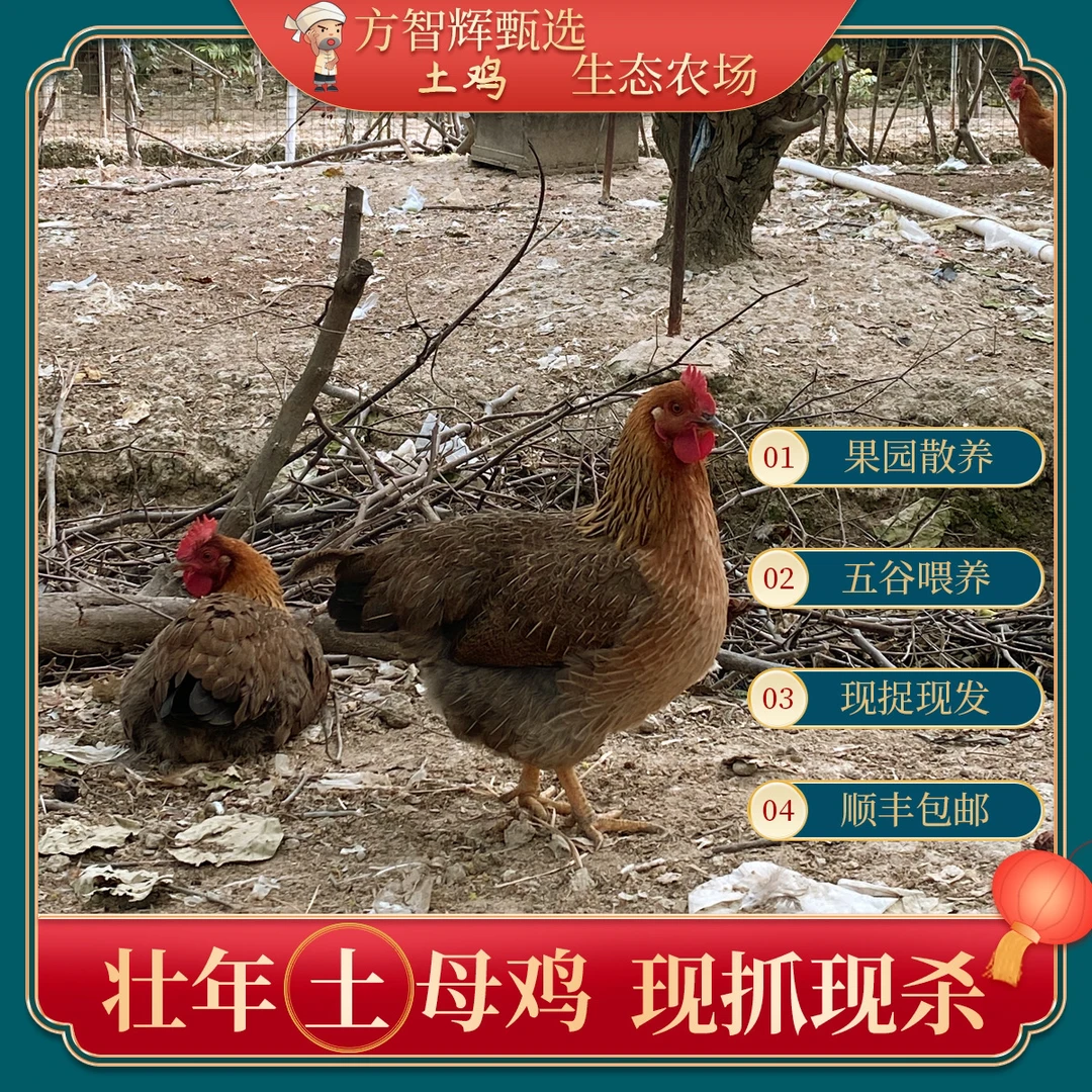 方先生甄选枣园散养土鸡，野外放养，原生态喂养，无添加无激素，绿色