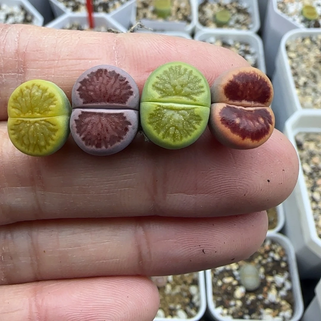 155彩菊福利紫菊绿菊红窗菊