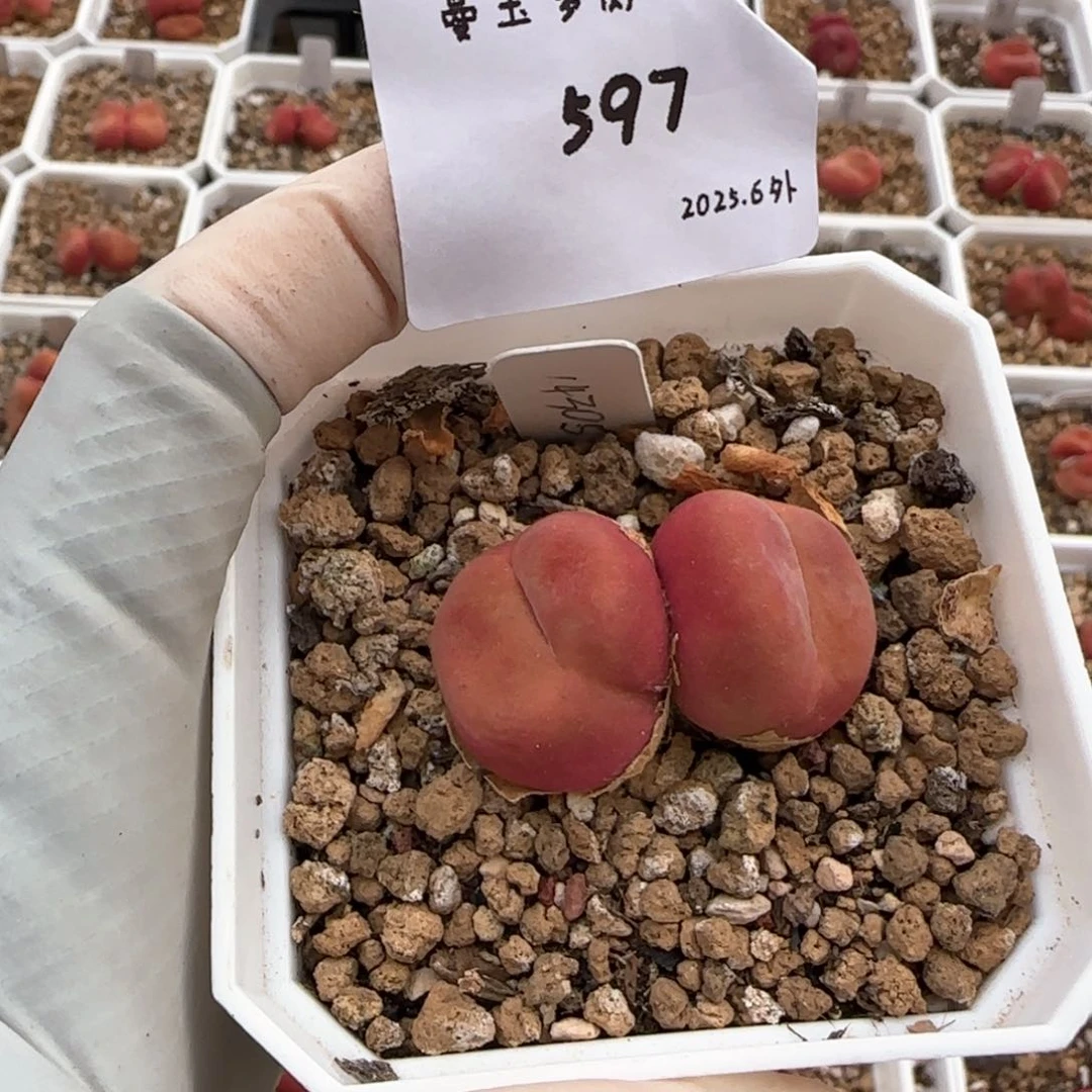 爱****o多肉多肉多肉6.5-597