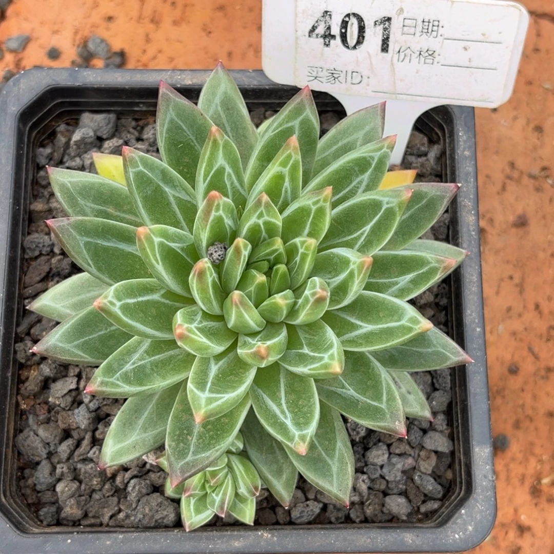 美人系多肉植物401