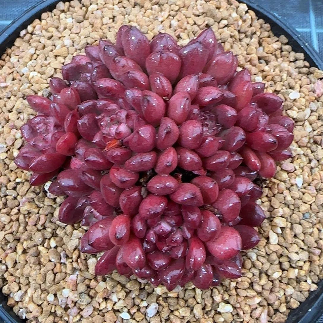 从前慢花园精选红宝石