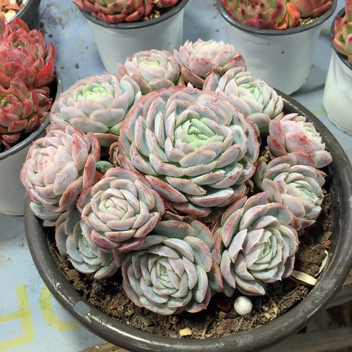 西娜手捧花，一物一拍