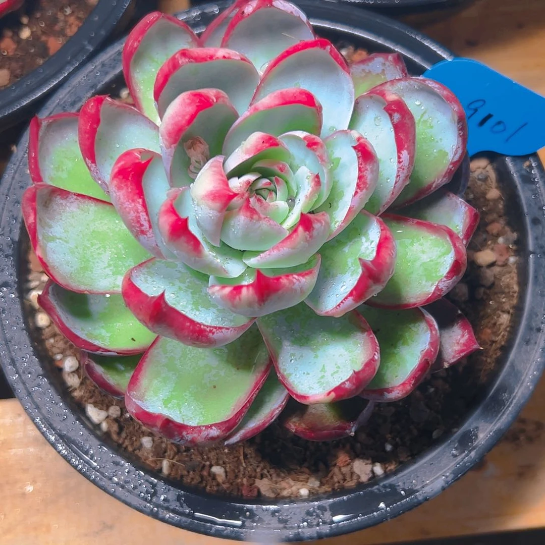 天****雪惊鸿仙子一物一拍9101号